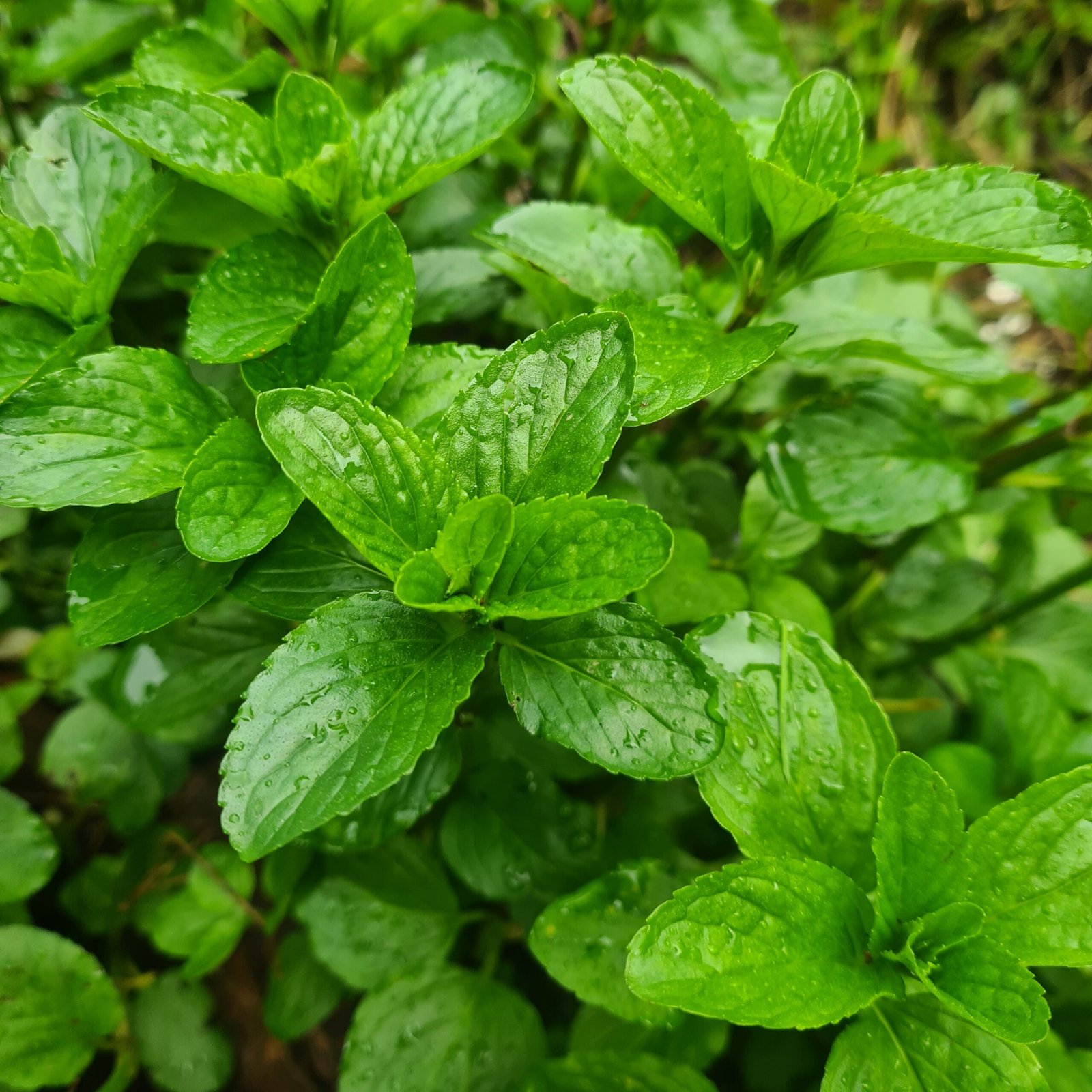 Basil Mint - Image 2