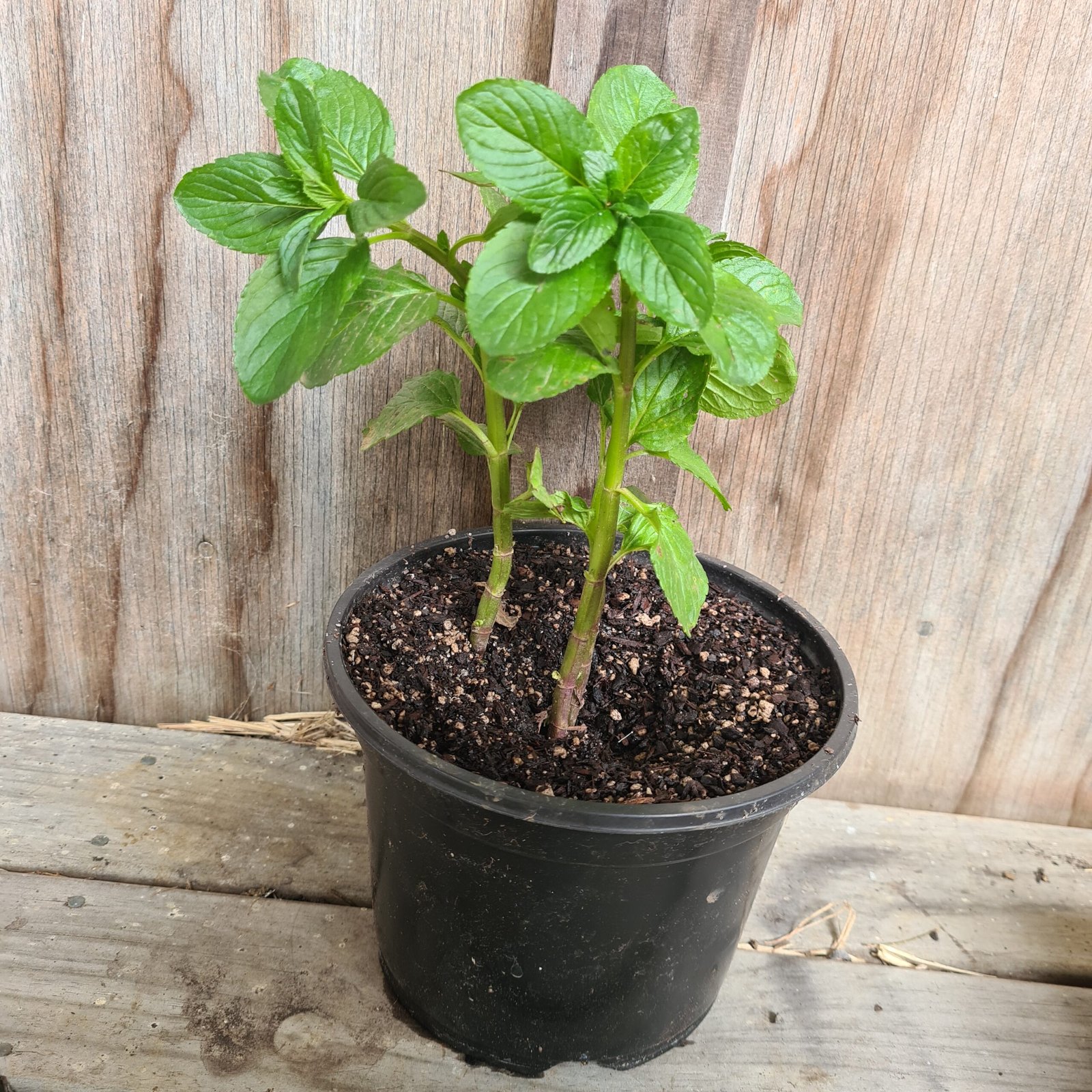 Basil Mint - Image 4