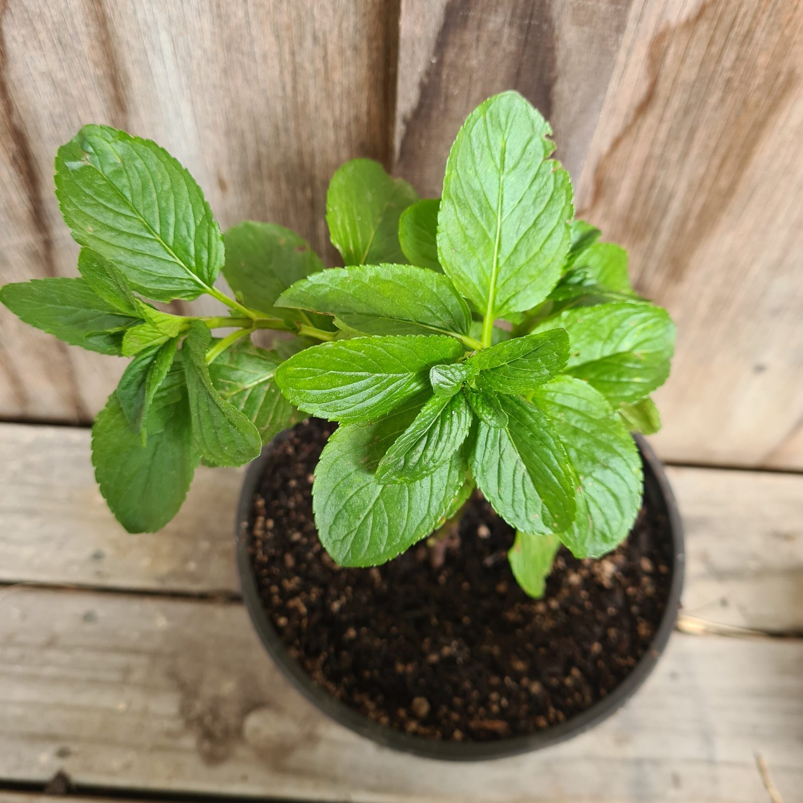 Basil Mint