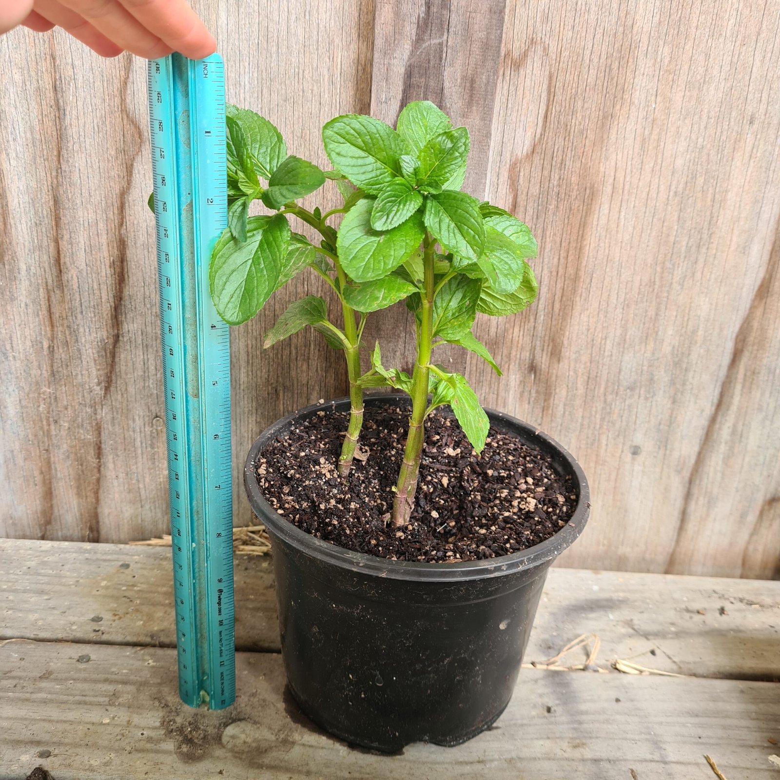 Basil Mint - Image 3