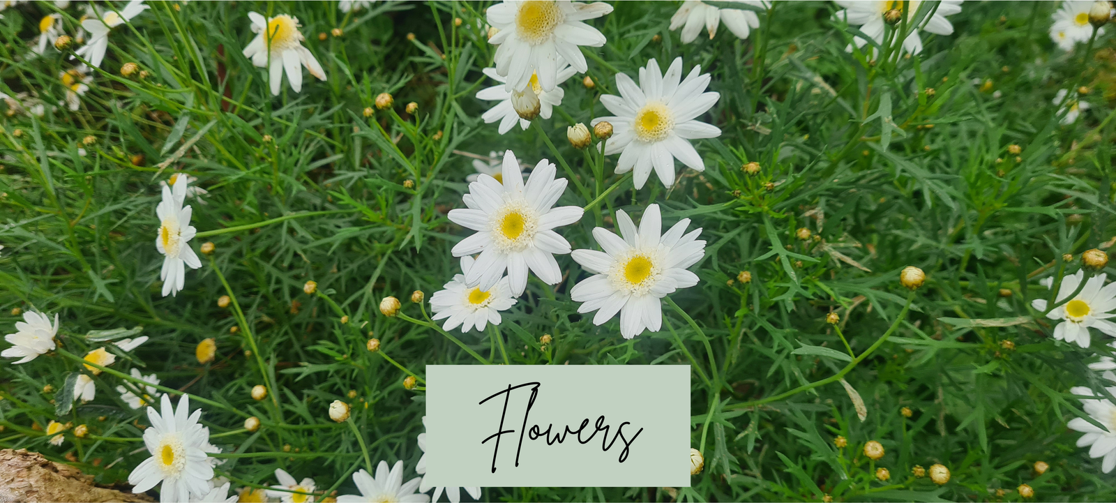 Header image featuring a daisy plant