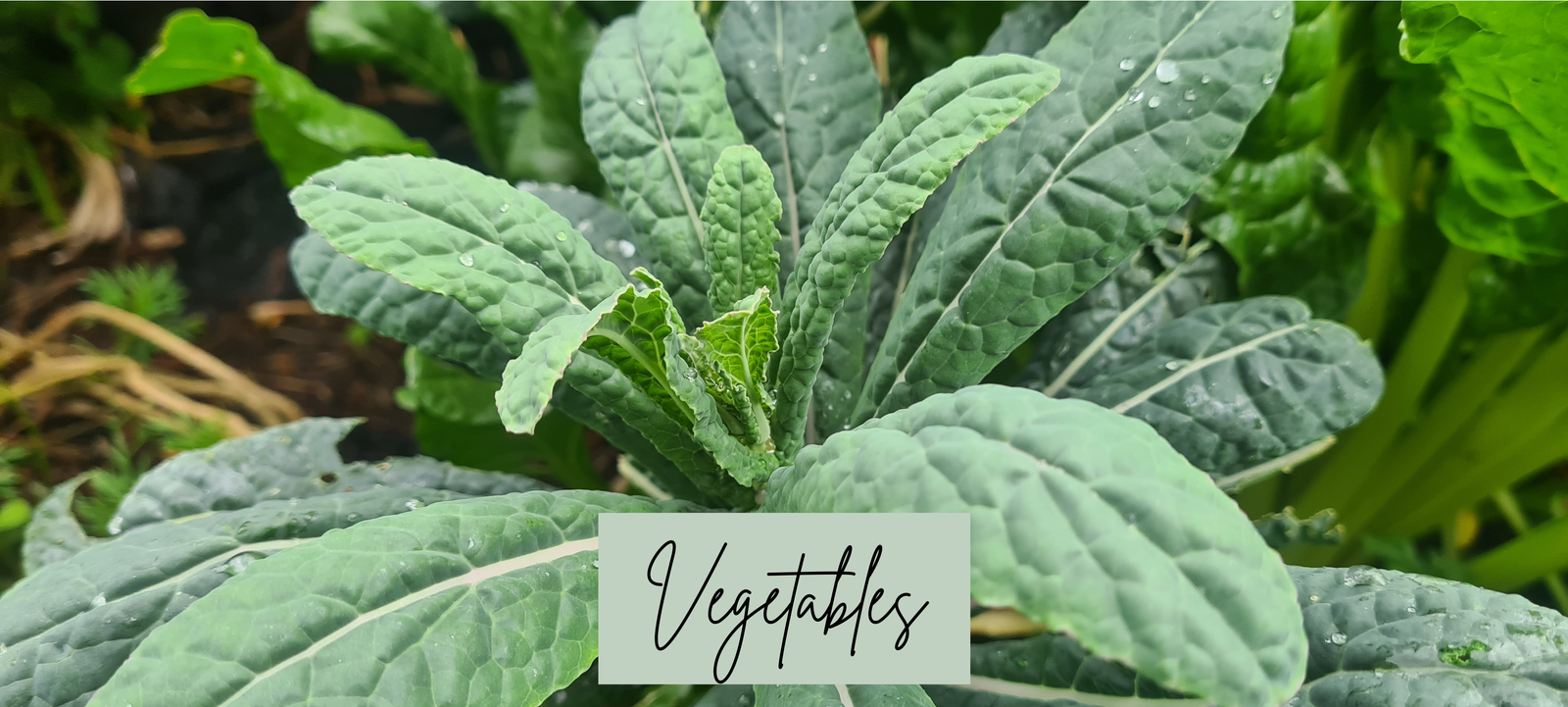 Header image featuring a kale plant