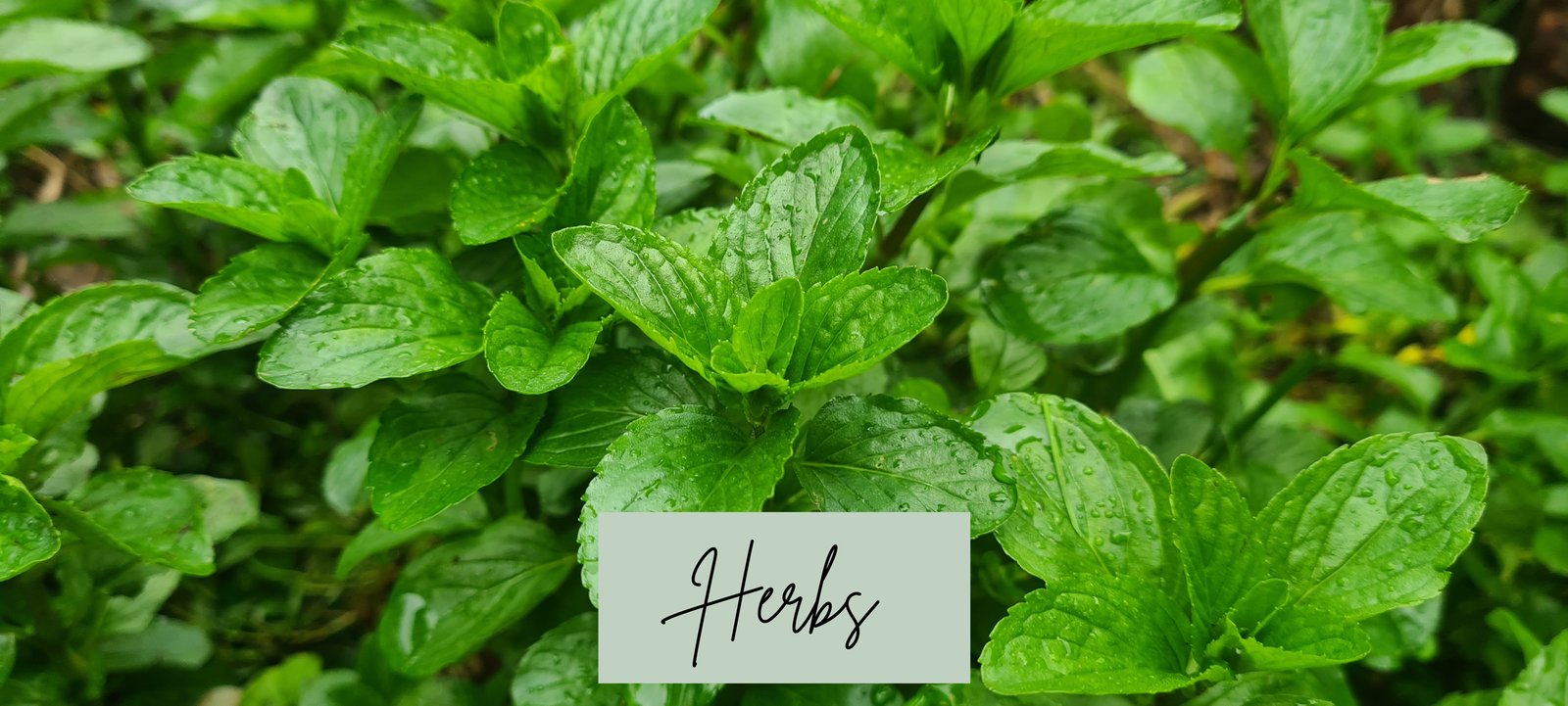 Header image featuring a basil plant